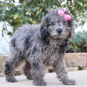 Poodle Puppy Kelsey