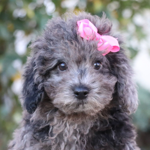 Poodle Puppy Kelsey