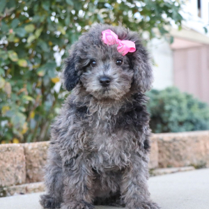 Poodle Puppy Kelsey