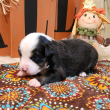 Australian Shepherd Puppy Aggie