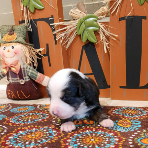 Australian Shepherd Puppy Aggie