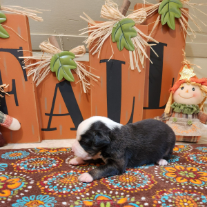 Australian Shepherd Puppy Aggie