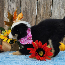 Australian Shepherd Puppy Aggie