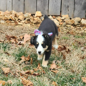 Australian Shepherd Puppy Aggie