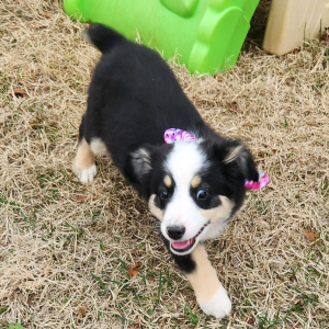 Australian Shepherd Puppy Aggie