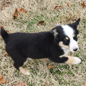 Australian Shepherd Puppy Aggie
