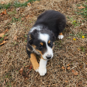 Australian Shepherd Puppy Aggie