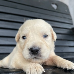 Golden Retriever Puppy Janice