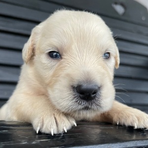 Golden Retriever Puppy Janice
