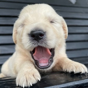 Golden Retriever Puppy Janice