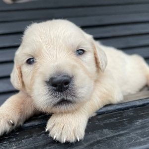 Golden Retriever Puppy Janice