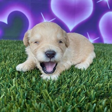 Goldendoodle Puppy Holly