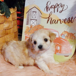 Maltipoo Puppy Bella