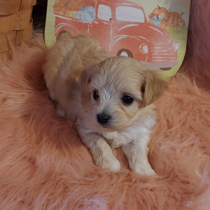Maltipoo Puppy Bella
