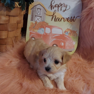 Maltipoo Puppy Bella