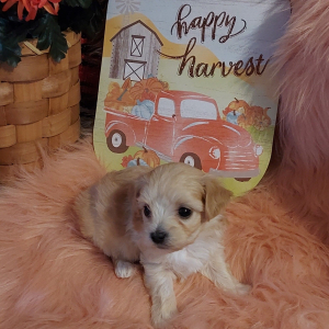 Maltipoo Puppy Bella