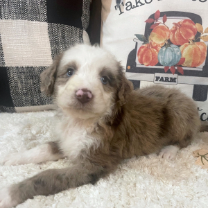 Aussiedoodle Puppy Patience