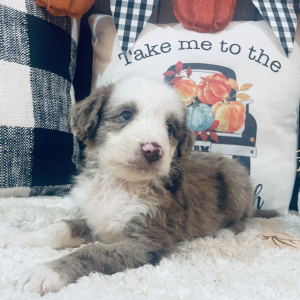 Aussiedoodle Puppy Patience