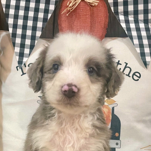 Aussiedoodle Puppy Patience