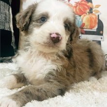 Aussiedoodle Puppy Patience