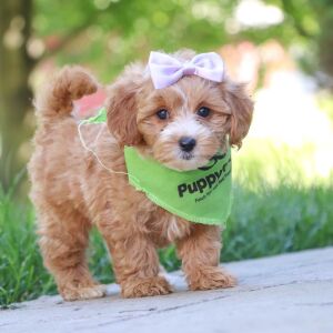 Maltipoo Puppy Jasmine