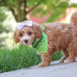 Maltipoo Puppy Jasmine