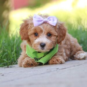 Maltipoo Puppy Jasmine