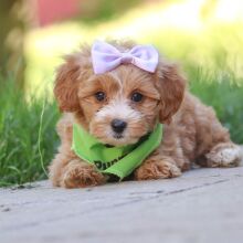 Maltipoo Puppy Jasmine