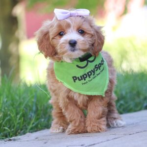 Maltipoo Puppy Jasmine