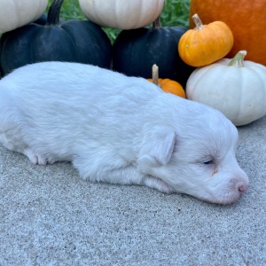 Bordoodle Puppy Milo