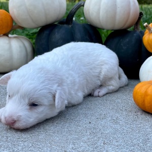 Bordoodle Puppy Milo