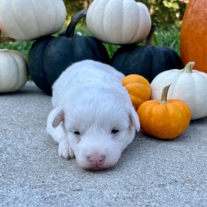 Bordoodle Puppy Milo