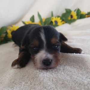 Yorkshire Terrier Puppy Kaley
