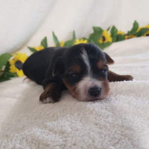 Yorkshire Terrier Puppy Kaley