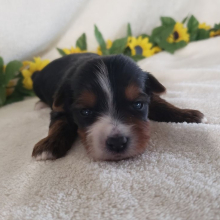 Yorkshire Terrier Puppy Kaley