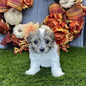 Havanese Puppy Callie