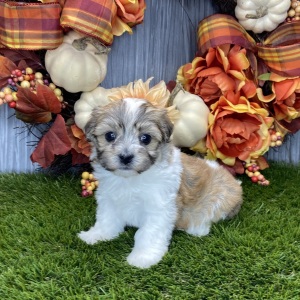 Havanese Puppy Callie