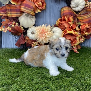 Havanese Puppy Callie