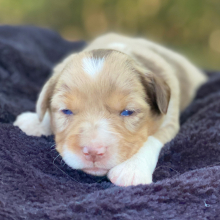 Australian Shepherd Puppy Zelda Has A Heart