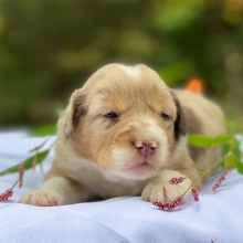 Australian Shepherd Puppy Zelda Has A Heart