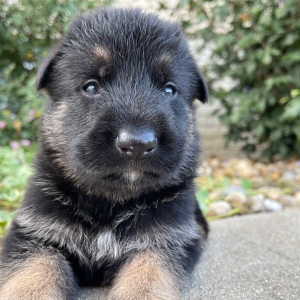 German Shepherd Dog Puppy Ivan