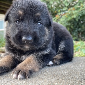 German Shepherd Dog Puppy Ivan