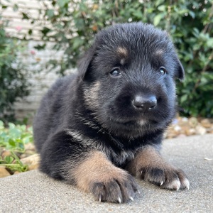 German Shepherd Dog Puppy Ivan