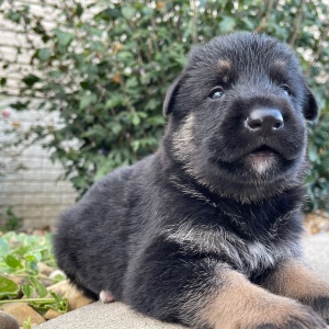 German Shepherd Dog Puppy Ivan