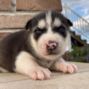 Siberian Husky Puppy Joey