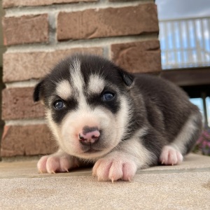 Siberian Husky Puppy Joey