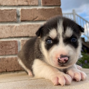 Siberian Husky Puppy Joey