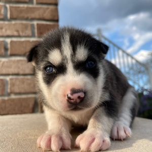 Siberian Husky Puppy Joey