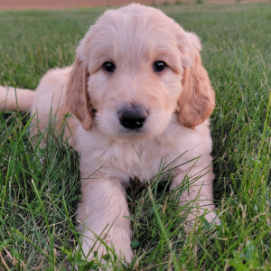 Labradoodle Puppy Ashton