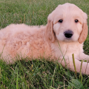 Labradoodle Puppy Ashton